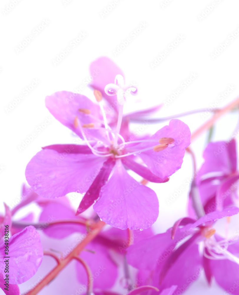fireweed flowers on a white background fireweed flowers on a white background