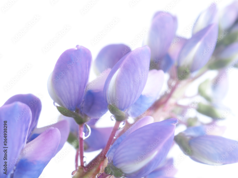 blue lupine flowers on a white background blue lupine flowers on a white background