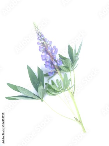 blue lupine flowers on a white background