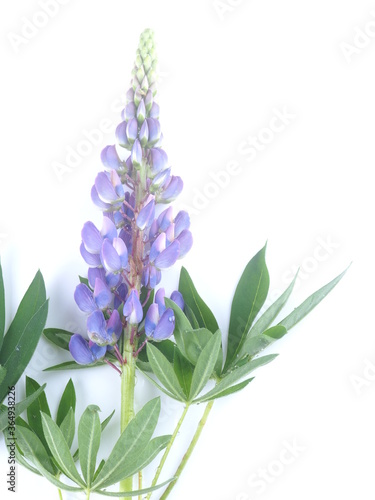 blue lupine flowers on a white background