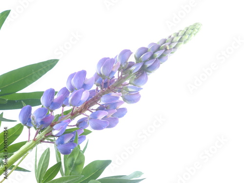 blue lupine flowers on a white background