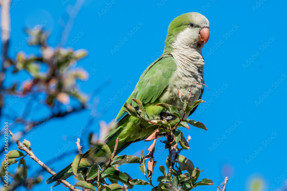 Obraz premium Monk Parakeet (Myiopsitta monachus) in park, Buenos Aires, Argentina