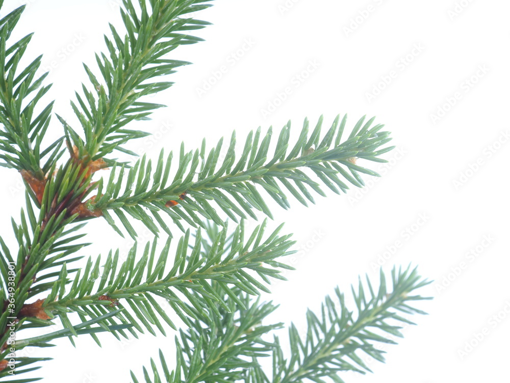 spruce branch on a white background