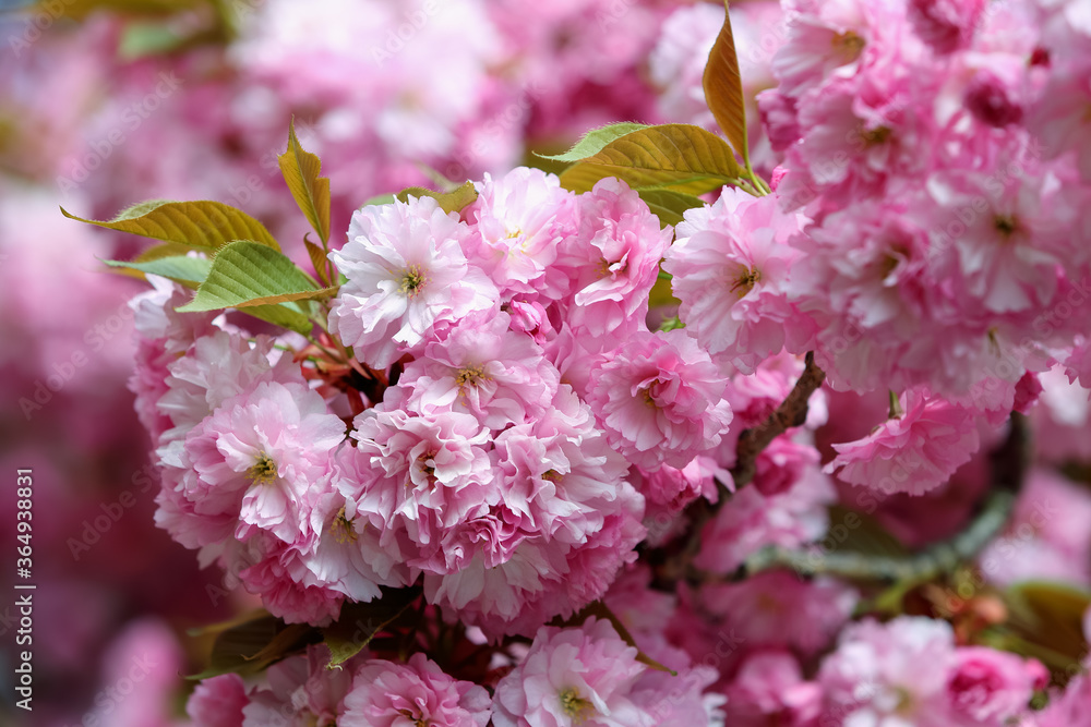 Fototapeta premium Spring seasonal of pink sakura branch with green and yellow leaves. Beautiful nature summer background with flowers. Romantic image.