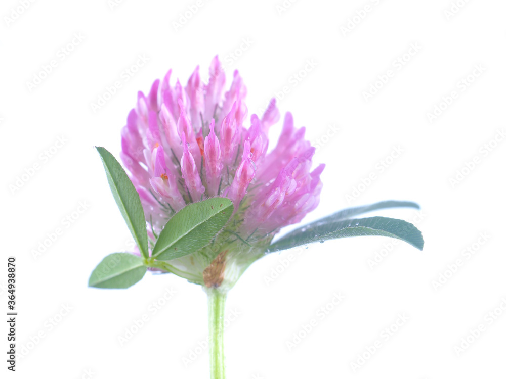 pink clover flower on a white background pink clover flower on a white background