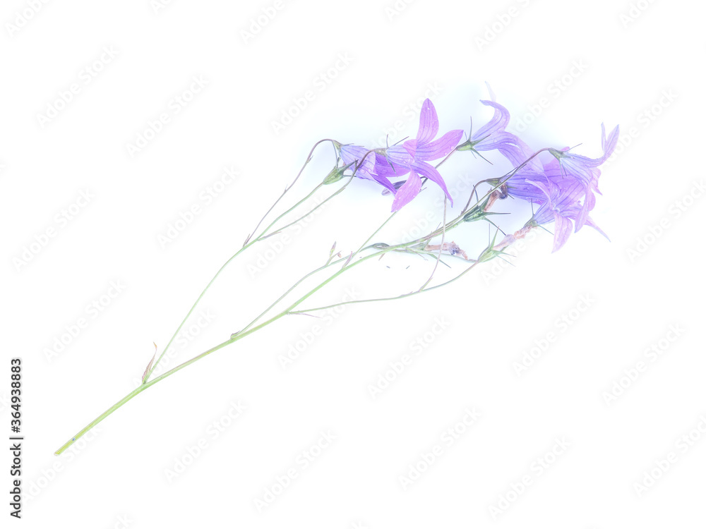 Obraz premium bluebell flower on white background