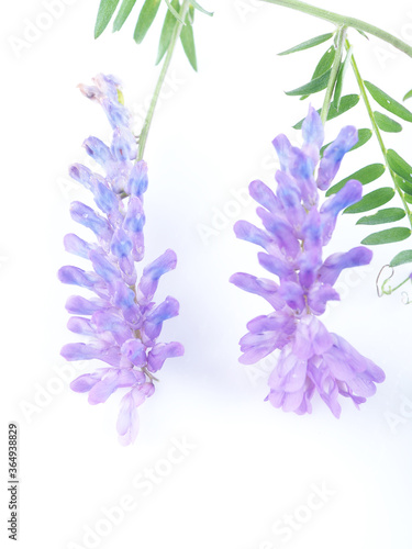 blue pea flowers on a white background