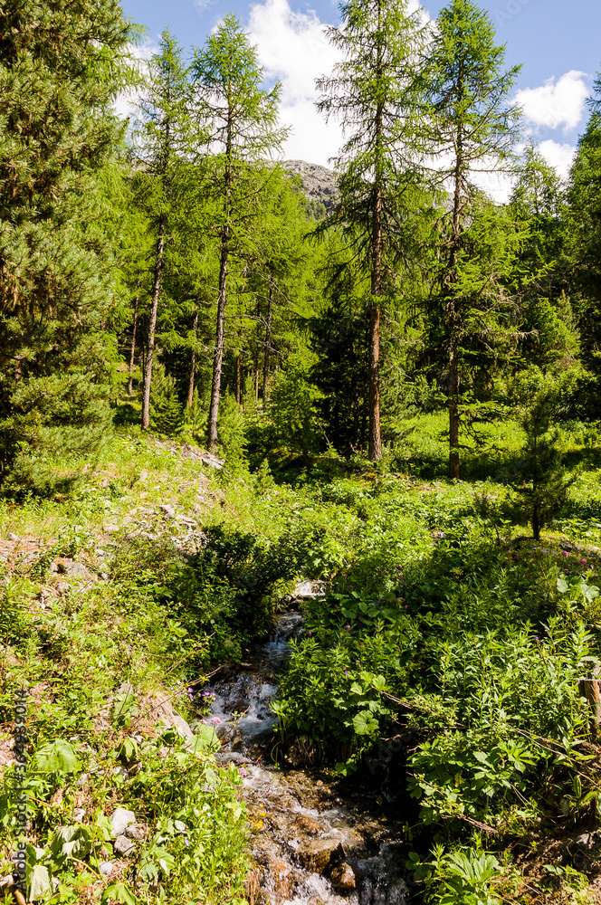 Obraz premium Val Roseg, Ova da Roseg, Rosegbach, Rosegtal, Wanderweg, Wald, Waldweg, Pferdekutsche, Kutschenfahrt, Berninagruppe, Oberengadin, Pontresina, Gletscher, Alpen, Sommer, Graubünden, Schweiz