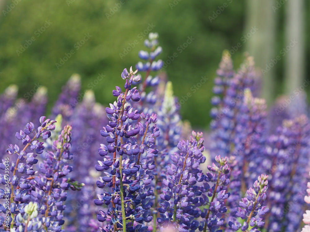 Lupine flowers in the forest. summer Lupine flowers in the forest. summer