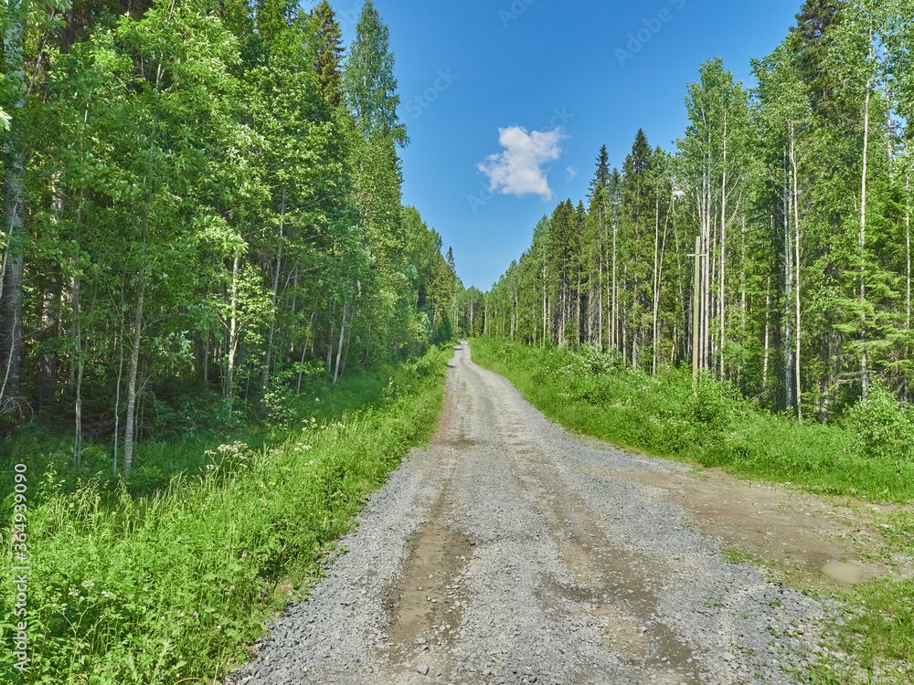 road in the forest. summer