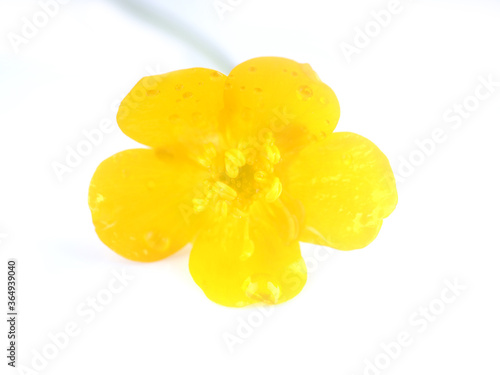 yellow buttercup flowers on a white background