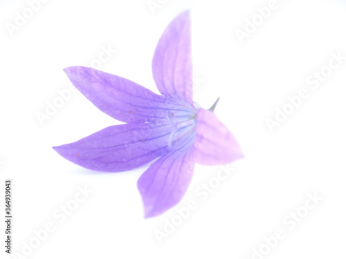 bluebell flower on white background