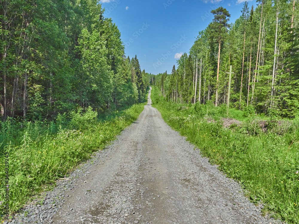road in the forest. summer road in the forest. summer