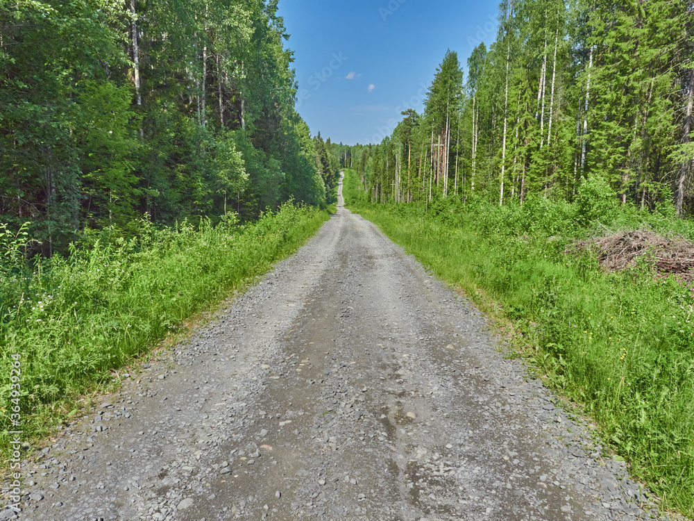 road in the forest. summer