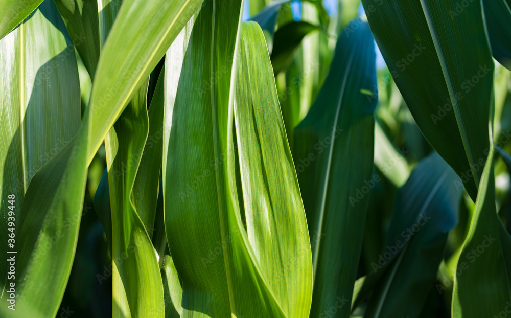 Fototapeta premium Corn field in sunset. Maize closeup, agriculture theme.