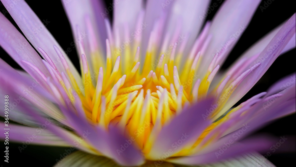 purple and yellow colorful waterlily lotus flower, macro photography of the exotic flora in a tropical botanical garden in Bangkok, Thailand purple and yellow colorful waterlily lotus flower, macro photography of the exotic flora in a tropical botanical garden in Bangkok, Thailand