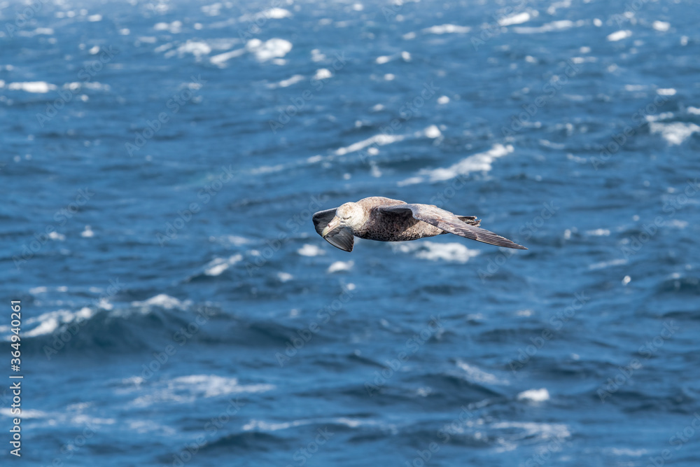 Obraz premium Southern Giant Petrel (Macronectes giganteus) in South Atlantic Ocean, Southern Ocean, Antarctica