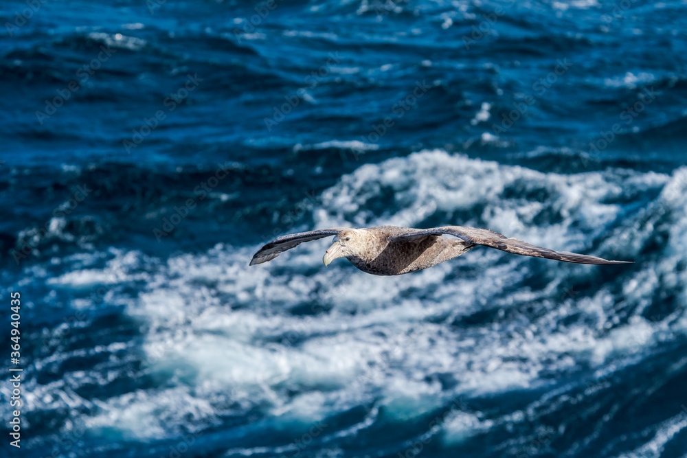 Southern Giant Petrel (Macronectes giganteus) in South Atlantic Ocean, Southern Ocean, Antarctica