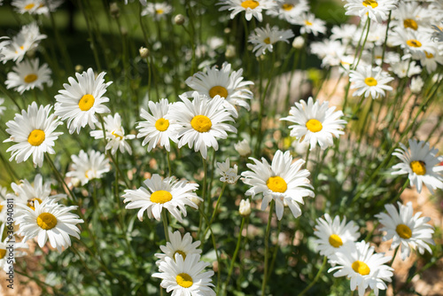 Field of white daisies. summer meadow. White flowers on green grass. 