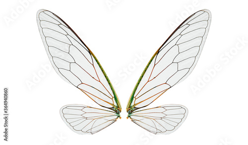 closeup cicada insect wings isolated on a white background