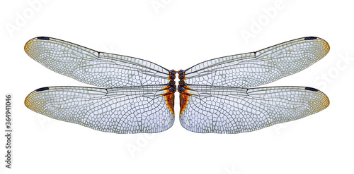 closeup dragonfly wings on a white background,isolated