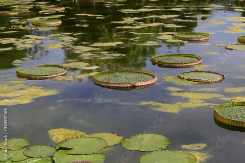 Santa Cruz water lily on water under bright light