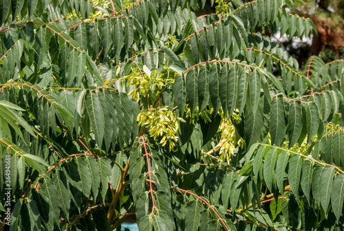 Tree of Heaven (Ailanthus altissima) in park, south coast of Crimea photo