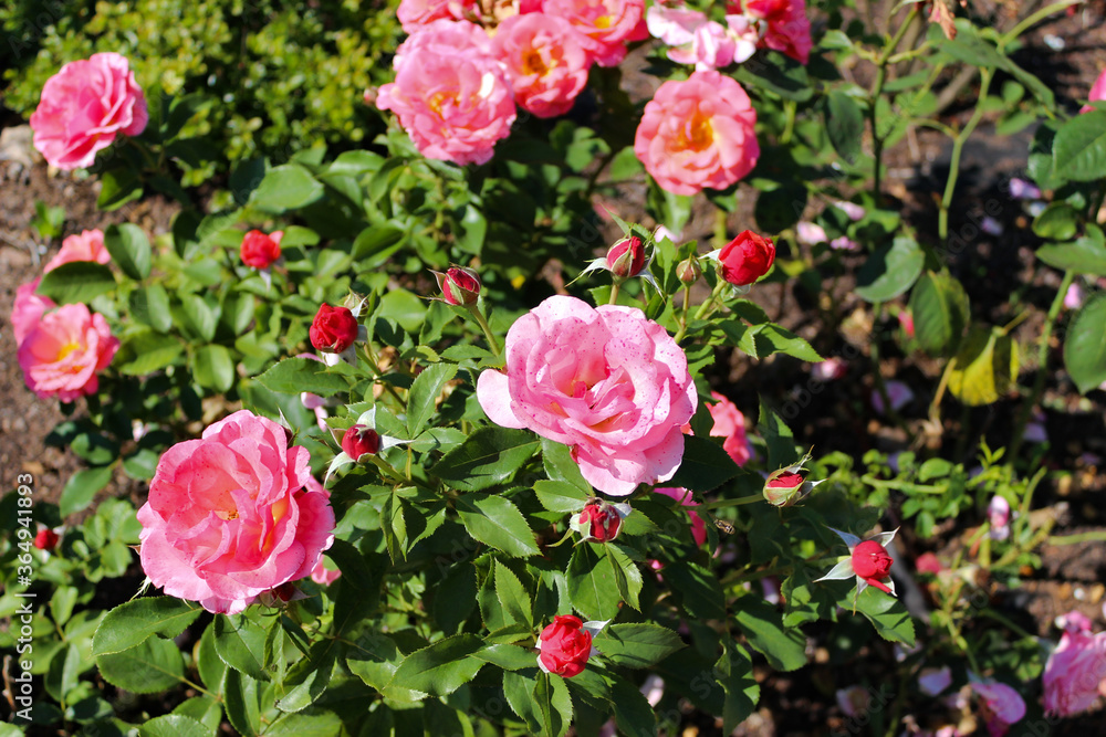 Wonderful Beautiful Pink Rose Flowers Wonderful Beautiful Pink Rose Flowers