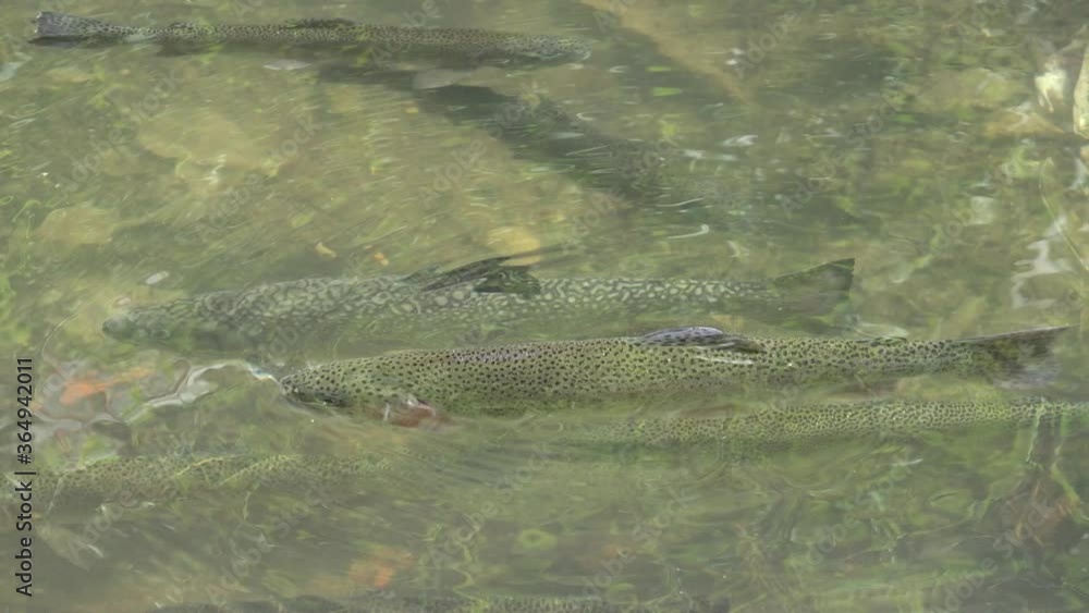 Trout Fishes in Mountain River, Rainbow Fish Underwater Brook, Steam, Creek 4K Trout Fishes in Mountain River, Rainbow Fish Underwater Brook, Steam, Creek 4K