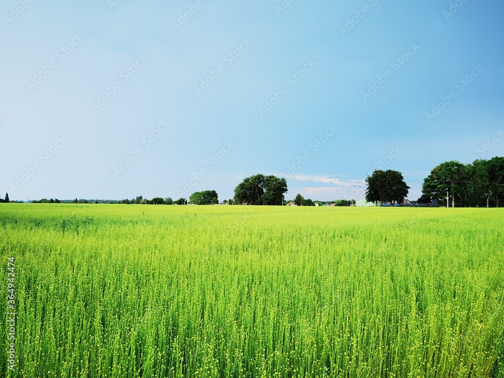 Fototapeta premium green field and blue sky