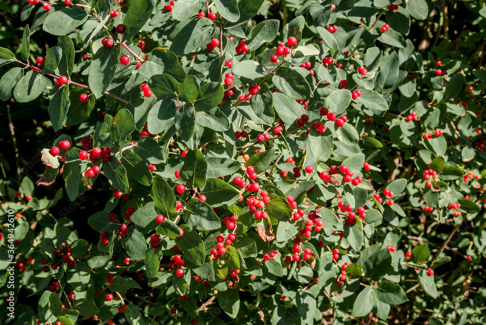 Obraz premium Tatarian Honeysuckle (Lonicera tatarica) in park, Central Russia