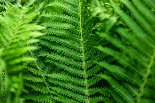 Fern in the forest as a background. Flower plants outdoors. Beautiful green color.