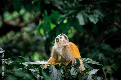 Squirrel Monkey Ready to Leap From Its Branch in Costa Rica.