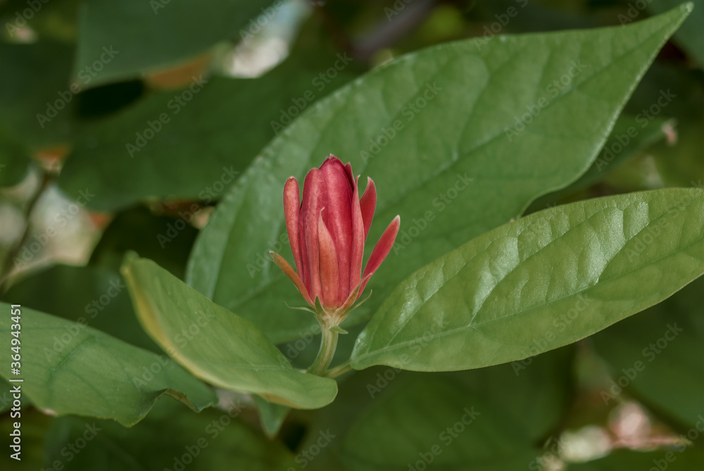 Common Sweetshrub (Calycanthus floridus) in park, south coast of Crimea