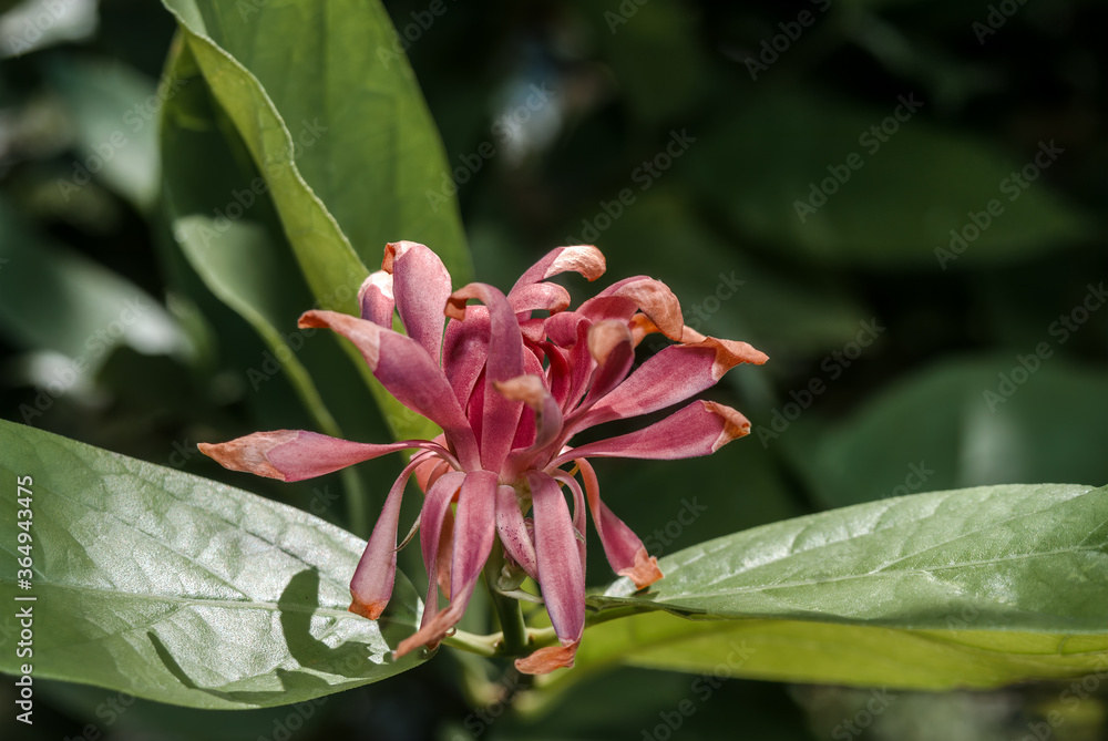 Common Sweetshrub (Calycanthus floridus) in park, south coast of Crimea Common Sweetshrub (Calycanthus floridus) in park, south coast of Crimea