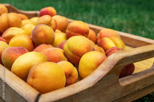 Apricots on a wooden tray outdoors on a background of green grass, picnic time and family vacation. Fresh fruit concept.