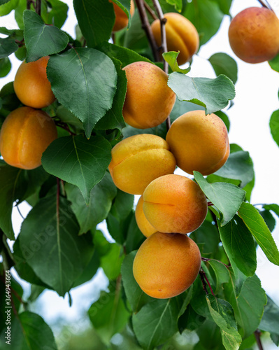 ripe apricots hang on a branch with leaves
