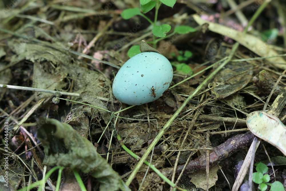 A small blue egg dropped from a nest to the ground in a summer forest A small blue egg dropped from a nest to the ground in a summer forest