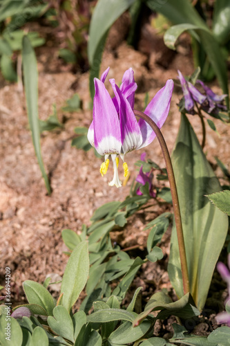 Siberian Fawn Lily  Erythronium sibiricum  in garden  Central Russia