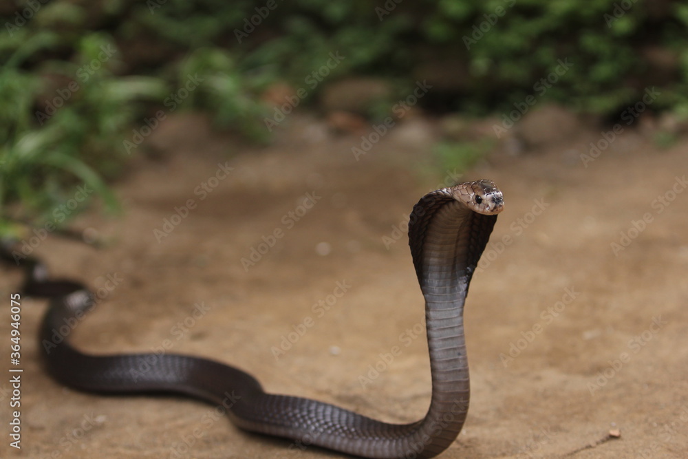 Java Cobra Animal The Javan spitting cobra (Naja sputatrix), also called Indonesian cobra ...