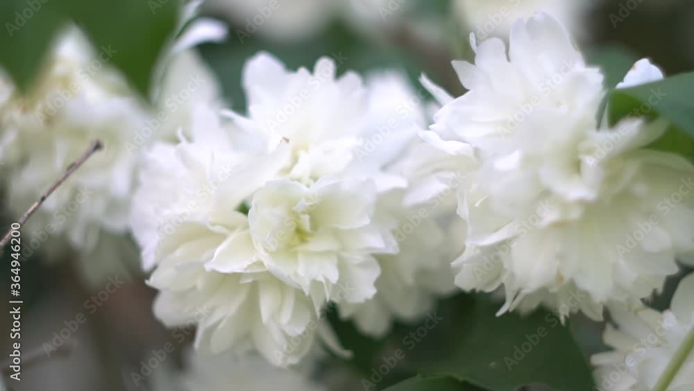 Slow waving in the wind of flowers on a summer day. Slow waving in the wind of flowers on a summer day.