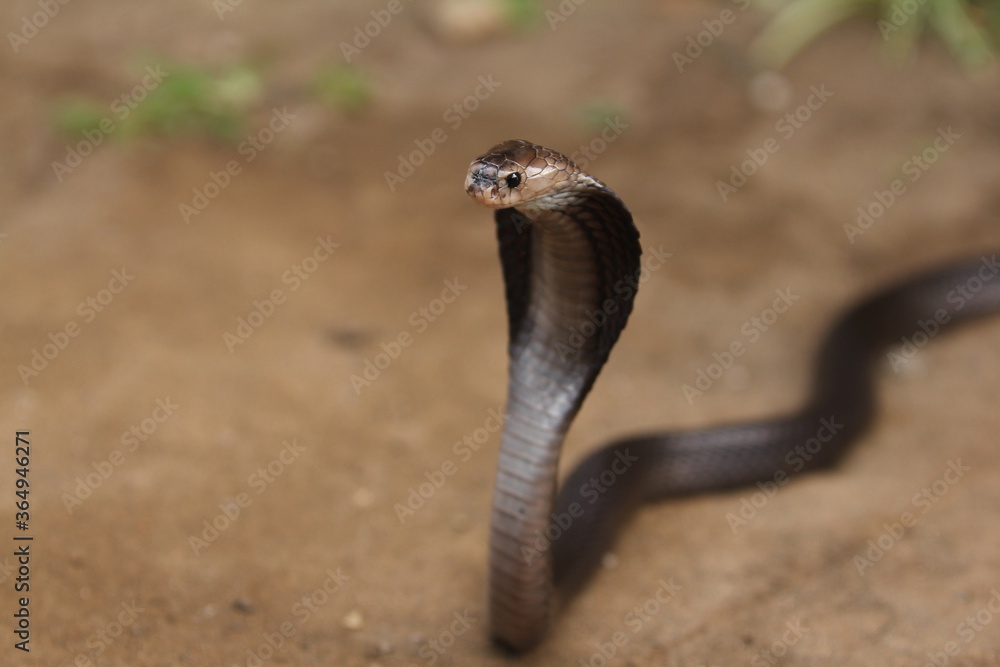 Fototapeta premium The Javan spitting cobra (Naja sputatrix), also called Indonesian cobra, is a species of cobra in the family Elapidae, found in the Lesser Sunda Islands of Indonesia, including Java, Bali, and other.
