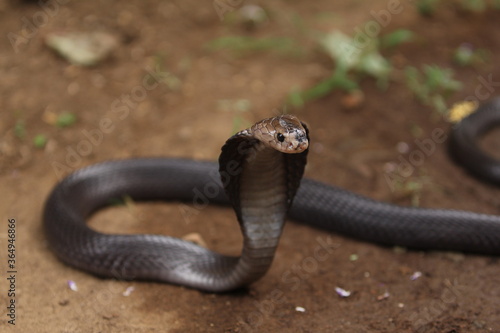 The Javan spitting cobra (Naja sputatrix), also called Indonesian cobra, is a species of cobra in the family Elapidae, found in the Lesser Sunda Islands of Indonesia, including Java, Bali, and other.