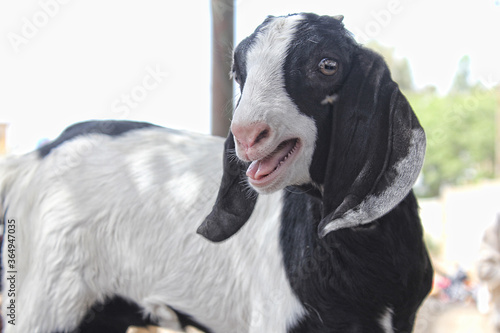 Closeup of beautiful Goat. photo