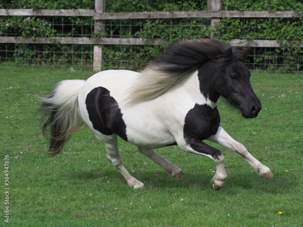 Galloping Pony