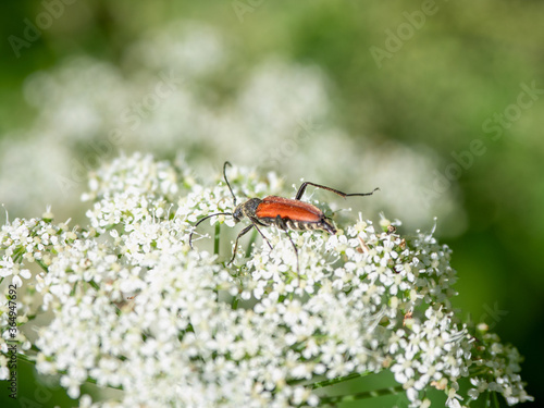 Black-striped longhorn beetle on a white flower in the wild © sablinstanislav