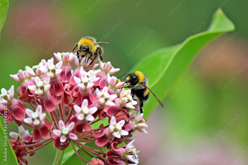 bee enthusiastically absorbs nectar on a meadow flower