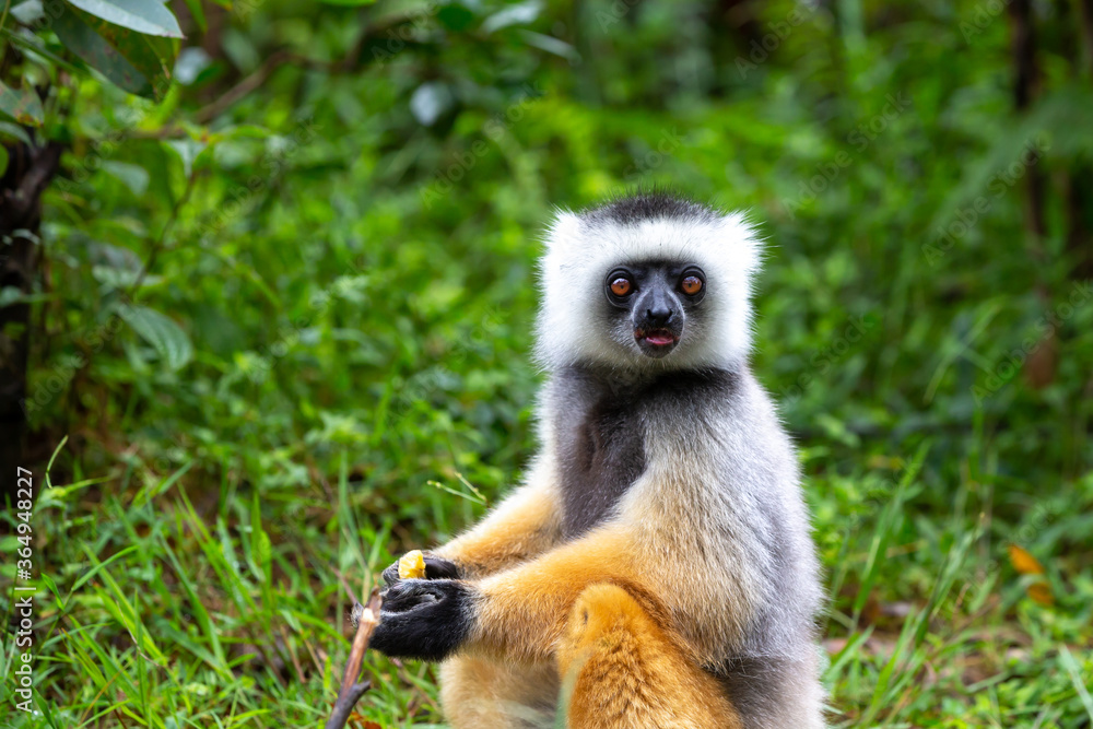 A diademed sifaka in its natural environment in the rainforest on the island of Madagascar