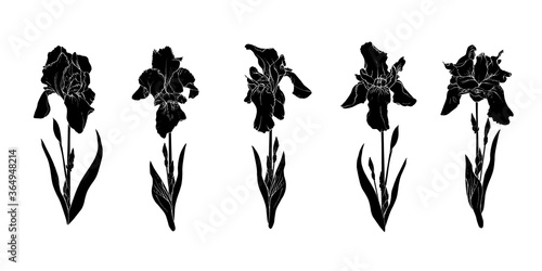 Set of hand drawn black silhouette  flowers iris on stem and leaves isolated on white. Floral collection flowers sketch drawing. Vector stock illustration.