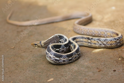 The radiated ratsnake, copperhead rat snake or copper-headed trinket snake (Coelognathus radiatus) is a nonvenomous species of colubrid snake.